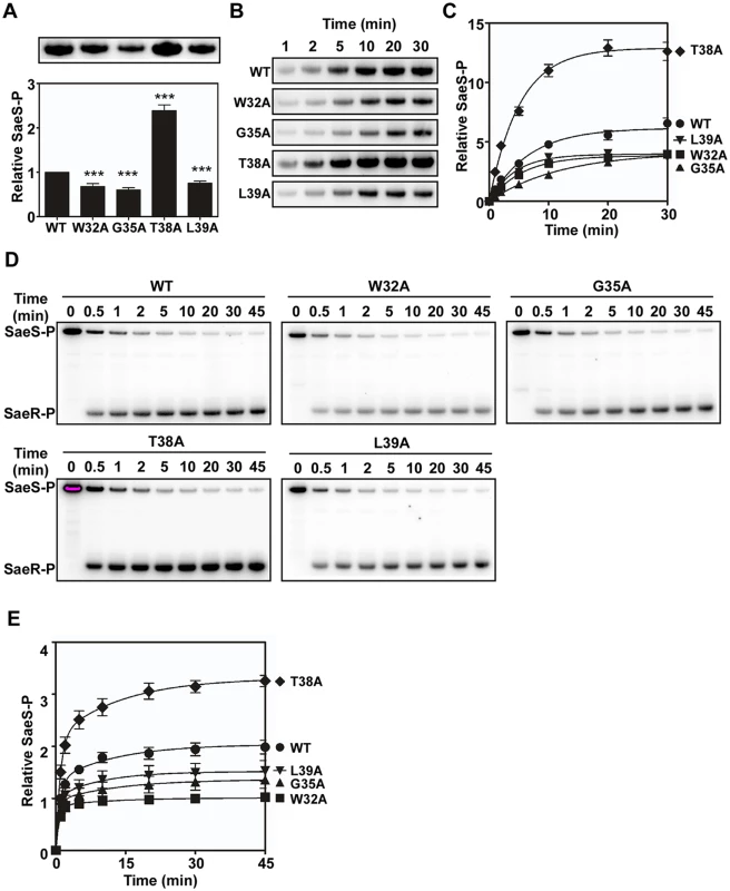 Alanine substitutions in the linker peptide alter the kinase and phosphotransferase activities of SaeS.