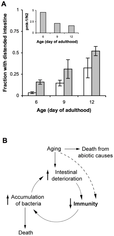 A cycle of intestinal tissue aging, immunosenescence, and progressive intestinal proliferation of bacteria towards the end of life in <i>C. elegans</i>.