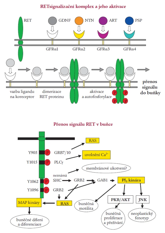 Signalizace RET.
A) Tvorba multikomponentního komplexu – po navázání ligandu z rodiny GDNF (GDNF – glial cell line-derived neurotrophic factor, NTN – neurturin, ART – artemin, PSP – persephin) na svůj koreceptor (GFRα1-4) ukotvený v buněčné membráně dojde k interakci s extracelulární částí RET receptoru, k dimerizaci komplexu, poté dojde k aktivaci tyrozinkinázové domény. Autofosforylací tyrozinových zbytků je iniciován přenos signálu.
B) Schématický nákres signalizace RET s vyznačením klíčových tyrozinů (Y) v katalytické doméně a interagujících proteinů – přenašečů signálu