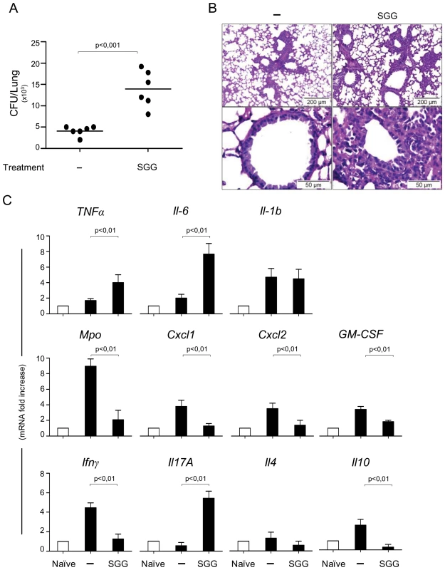 Impact of SGG on primary aspergillosis in intact mice.