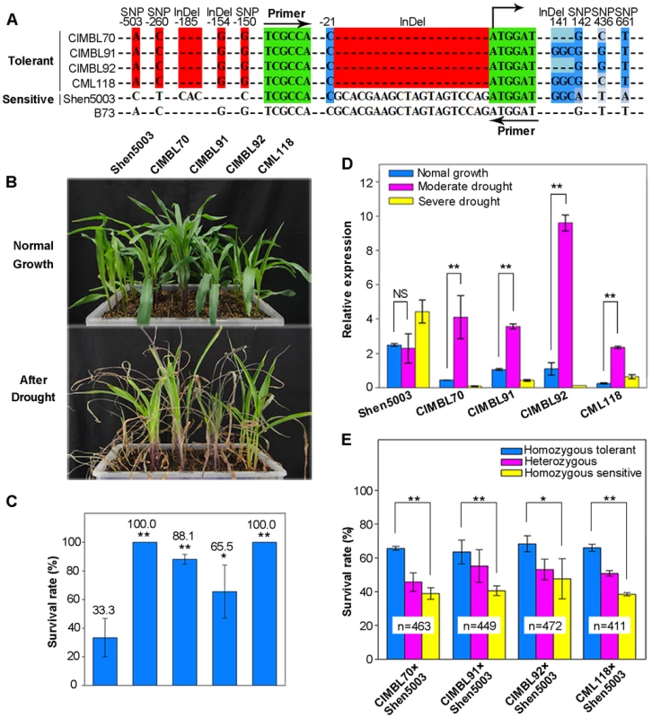 The favorable allele of <i>ZmDREB2.7</i> improves maize drought tolerance.