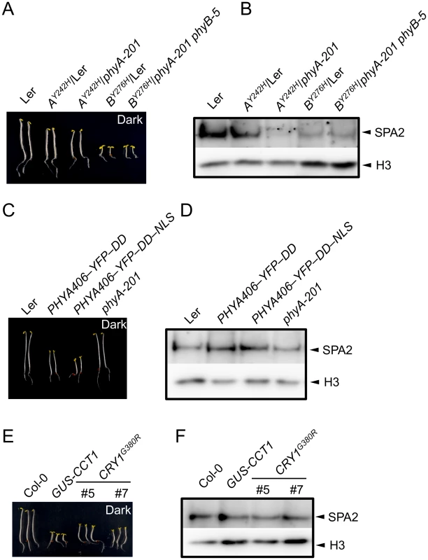 SPA2 protein levels in transgenic seedlings expressing constitutively active photoreceptors.