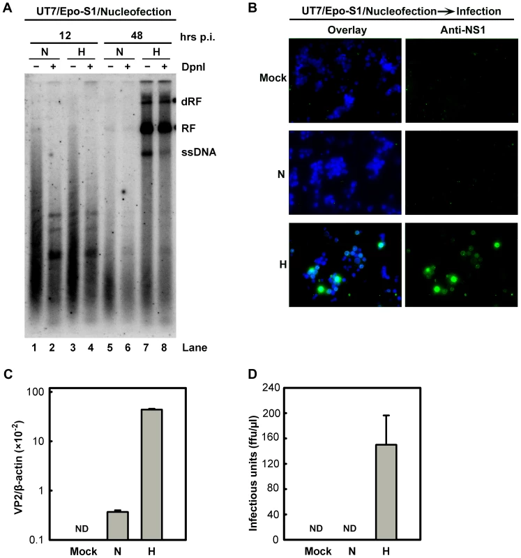 B19V DNA replication and <i>de novo</i> production of infectious virions in UT7/Epo-S1 cells under hypoxia.