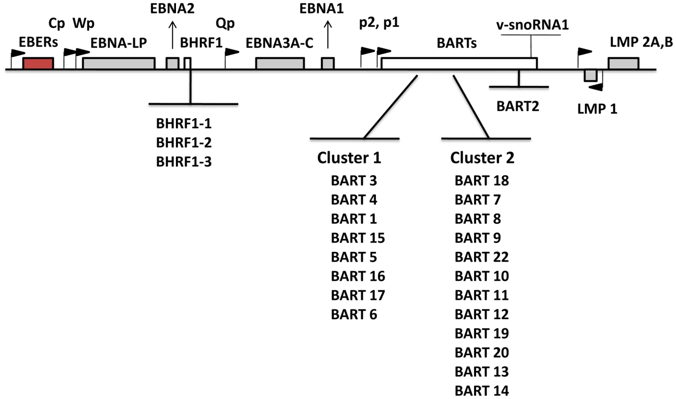Schematic representation of the location and ordering of EBV miRNAs within the EBV genome.