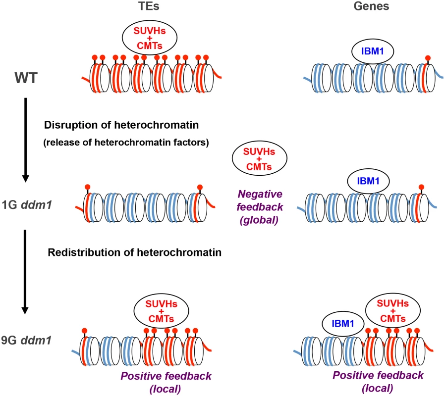 A model for the transgenerational heterochromatin redistribution.