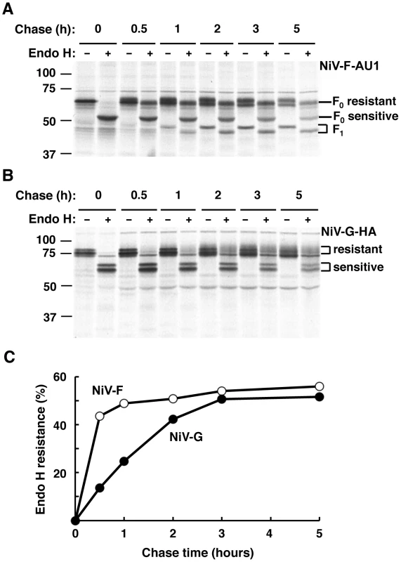 NiV-F and NiV-G exhibit different rates of biosynthetic trafficking.