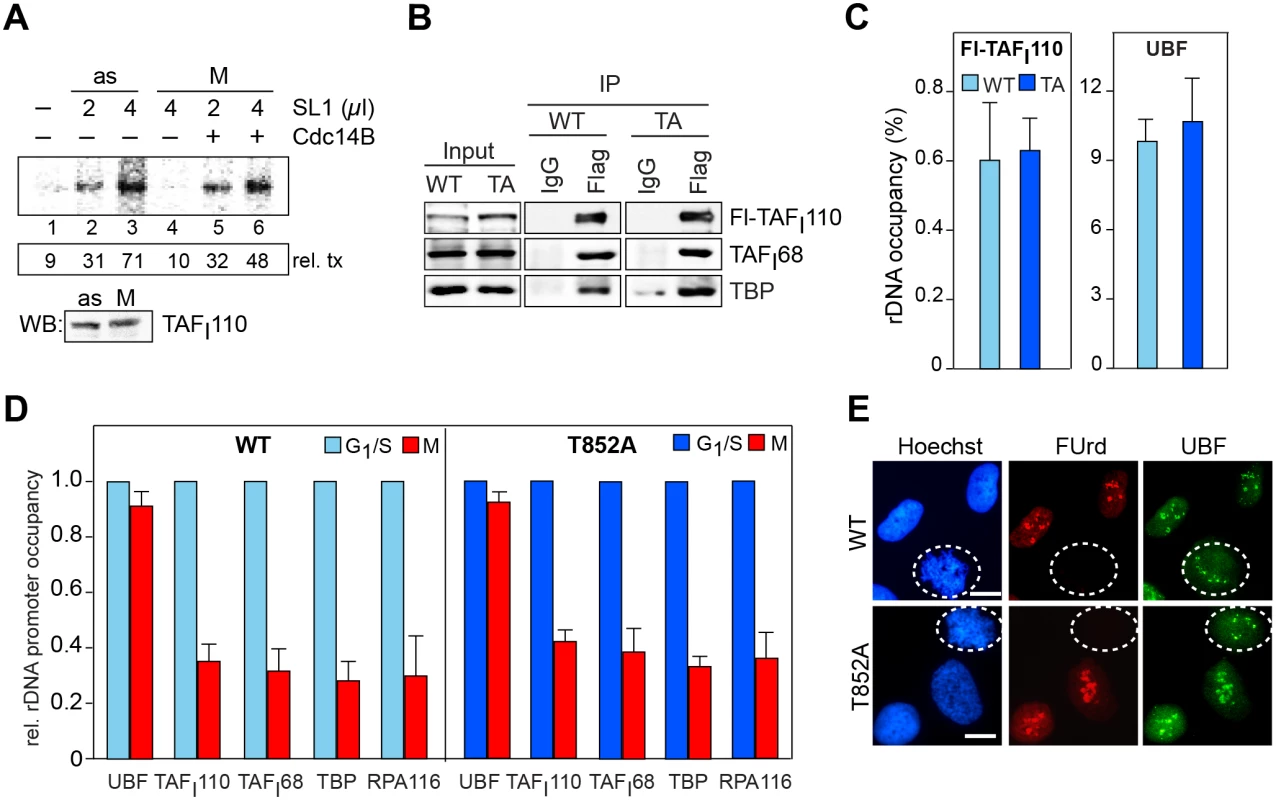 Reactivation of mitotic SL1 by Cdc14B.