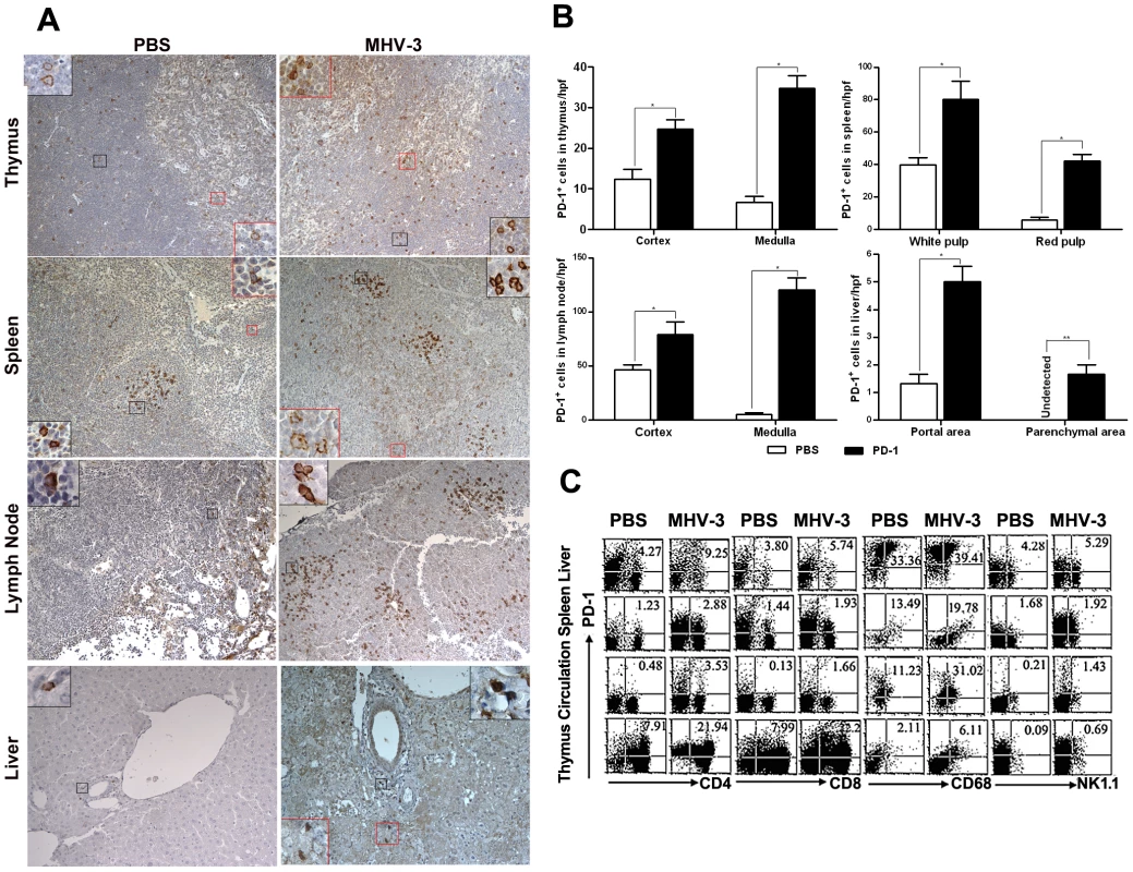 Enhanced expression of PD-1 on immune cells after 72 h of MHV-3 infection.