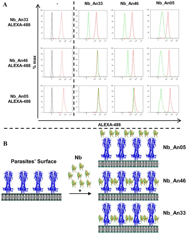 Competition binding experiments and schematic representation of the localization of Nb binding on VSG.