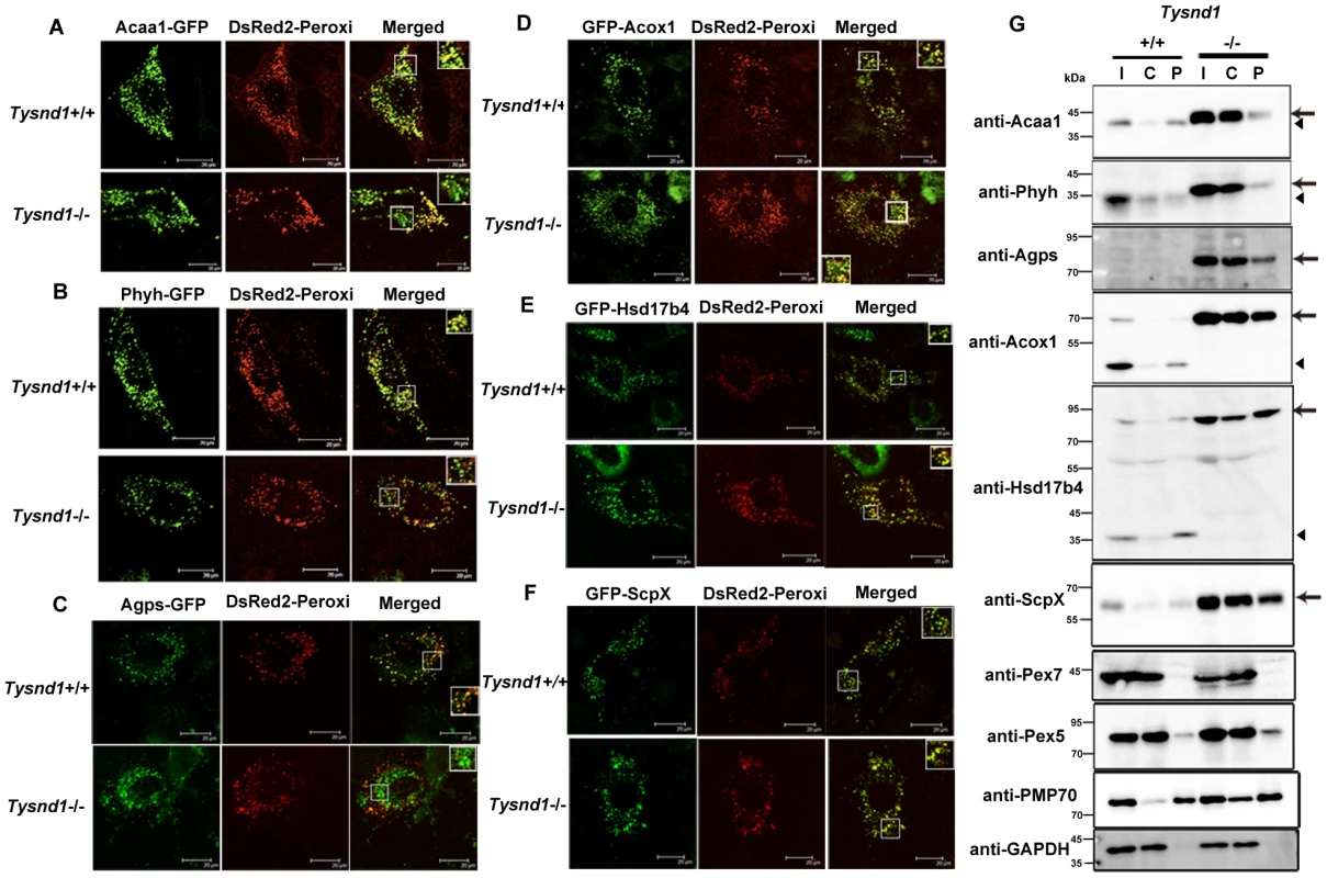 PTS2-containing proteins poorly localized to peroxisomes in <i>Tysnd1<sup>−/−</sup></i> primary hepatocytes.