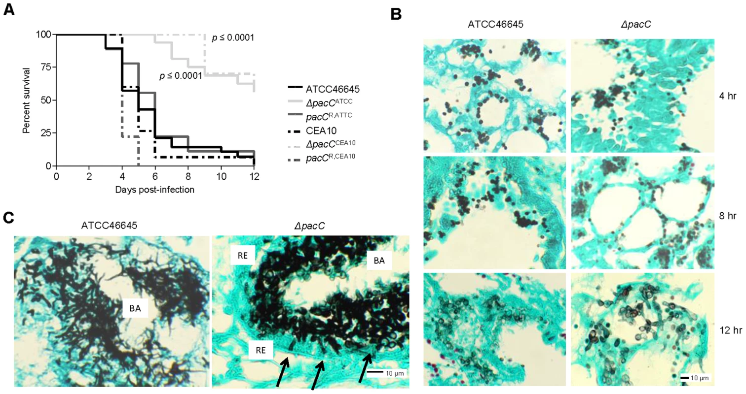PacC is required for pathogenicity and epithelial invasion in leukopenic mice.