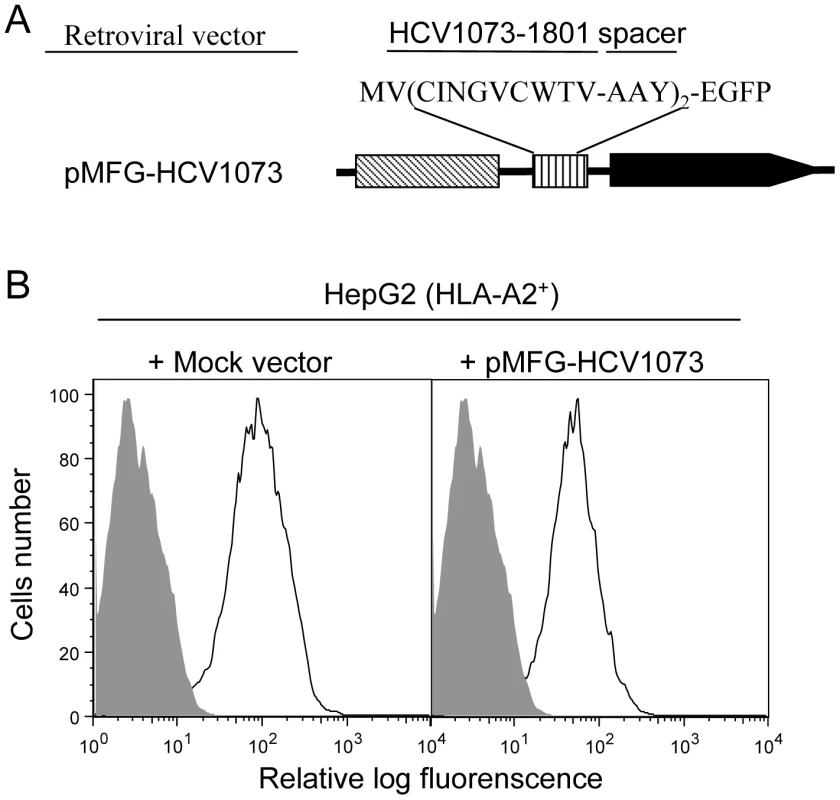 HCV NS3:1073–1081 expression in the hepatocellular carcinoma cell line HepG2.
