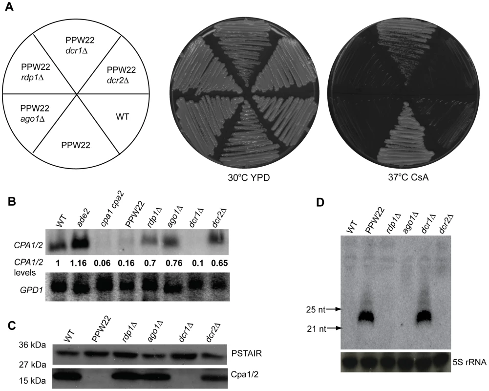 RNAi components are required for transgene-induced vegetative silencing.