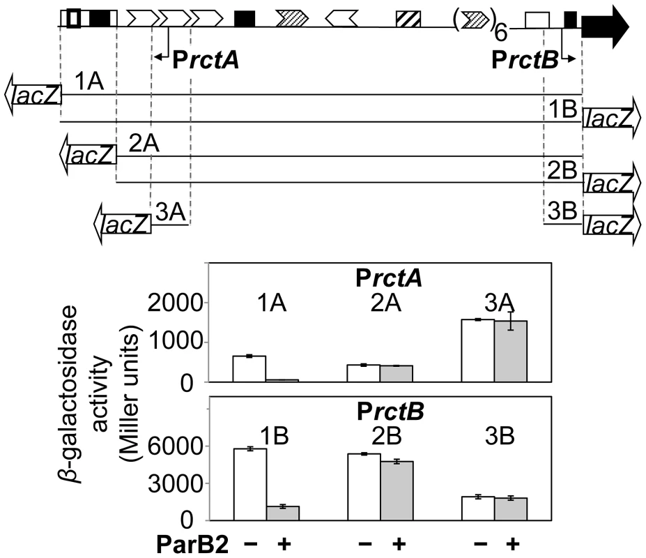 ParB2 can silence P<i>rctA</i> and P<i>rctB</i> in the presence of <i>parS2-B</i> in <i>E. coli</i>.