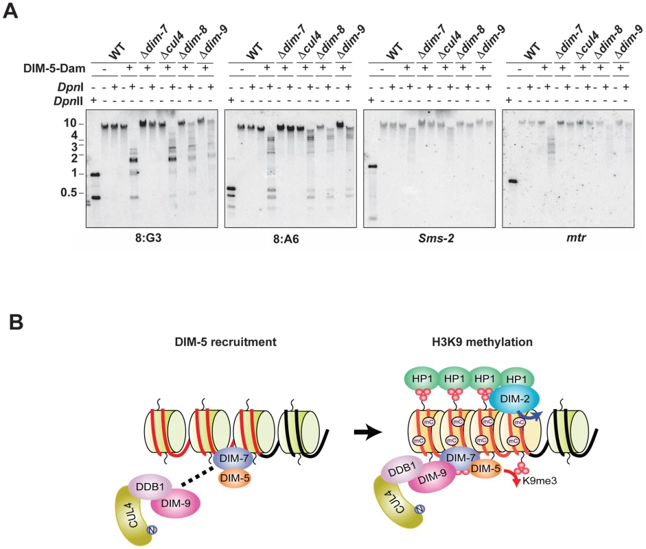 DIM-7, but not CUL4/DDB1<sup>DIM-9</sup>, is required for recruitment of DIM-5 to heterochromatin domains.