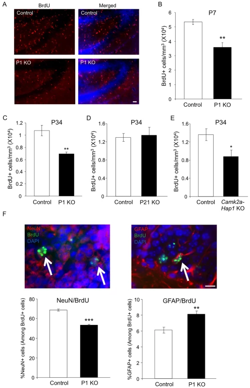Early postnatal Hap1 depletion leads to reduced hippocampal neurogenesis.