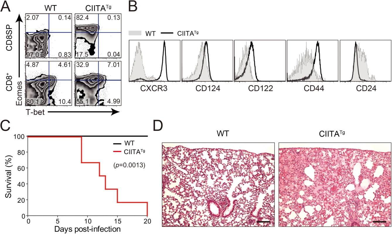 Clone 13 infection caused the immunopathology in CIITA<sup>Tg</sup> mice with abundant IL-4-induced innate CD8<sup>+</sup> T cells.
