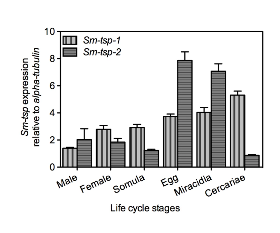 Expression of <i>Sm</i>-<i>tsp-1</i> and <i>Sm-tsp-2</i> at different stages of the <i>S. mansoni</i> life cycle.