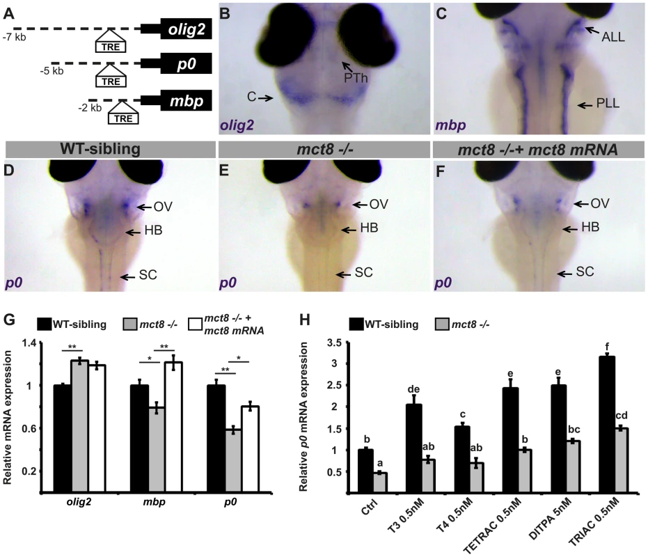 Altered expression of myelin-related genes in <i>mct8−/−</i> embryos is recovered by TH analogs.