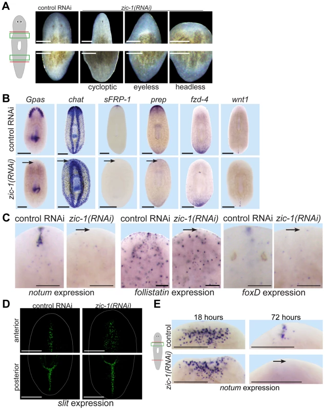 <i>zic-1</i> is required for anterior pole formation and head regeneration.