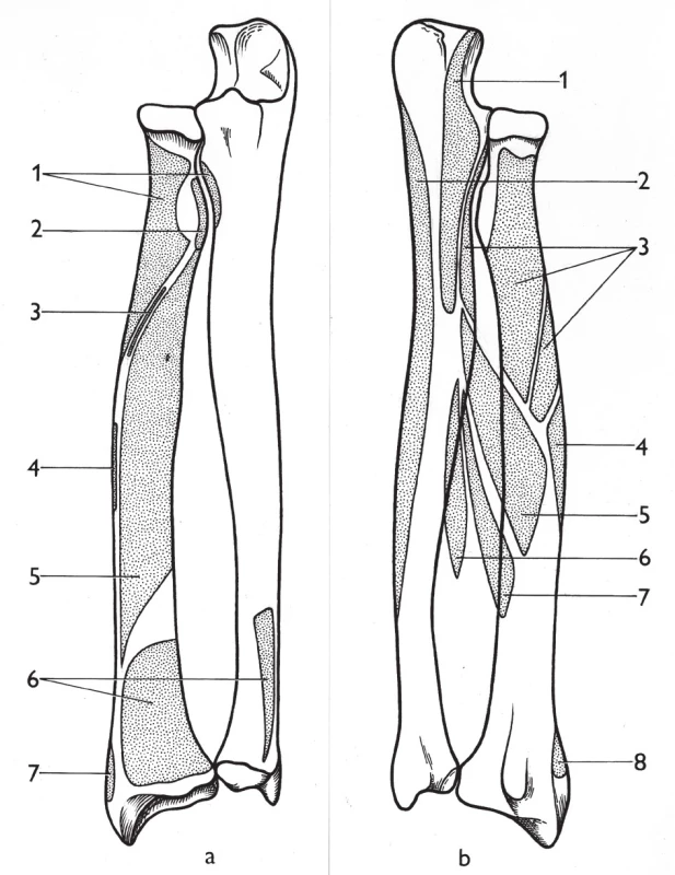Začátky a úpony svalů na radiu a ulně: a – volární plocha, 1 – m. supinator, 2 – m. biceps brachii, 3 – m. flexor digitorum superficialis (caput radiale), 4 – m. pronator teres, 5 – m. flexor pollicis longus, 6 – m. pronator quadratus, 7 – m. brachioradialis; b – dorzální plocha, 1 – m. anconeus, 2 – m. flexor carpi ulnaris, 3 – m. supinator, 4 – m. pronator teres, 5 – m. abductor pollicis longus,  6 – m. extensor pollicis longus, 7 – m. extensor pollicis brevis, 8 – brachioradialis. &lt;i&gt;(Převzato z Bartoníček J. Operační přístupy u zlomenin hlavičky a diafýzy rádia. Acta Chir Orthop Traumatol Čech 1988;55:497−516.)&lt;/i&gt;
Fig. 4: Muscle origins and insertions on radius and ulna: a – volar (anterior) surface, 1 – supinator, 
2 – biceps brachii, 3 – flexor digitorum superficialis (radial head), 4 – pronator teres, 5 – flexor pollicis longus, 6 – pronator quadratus, 7 – brachioradialis; b – posterior surface, 1 –anconeus, 
2 – flexor carpi ulnaris, 3 – supinator, 4 – pronator teres, 5 – abductor pollicis longus, 6 – extensor pollicis longus, 7 – extensor pollicis brevis, 8 – brachioradialis. &lt;i&gt;(Reprinted from Bartoníček J. [Surgical approaches in fractures of the head and shaft of radius]. Acta Chir Orthop Traumatol Čech 1988;55:497−516.)&lt;/i&gt;