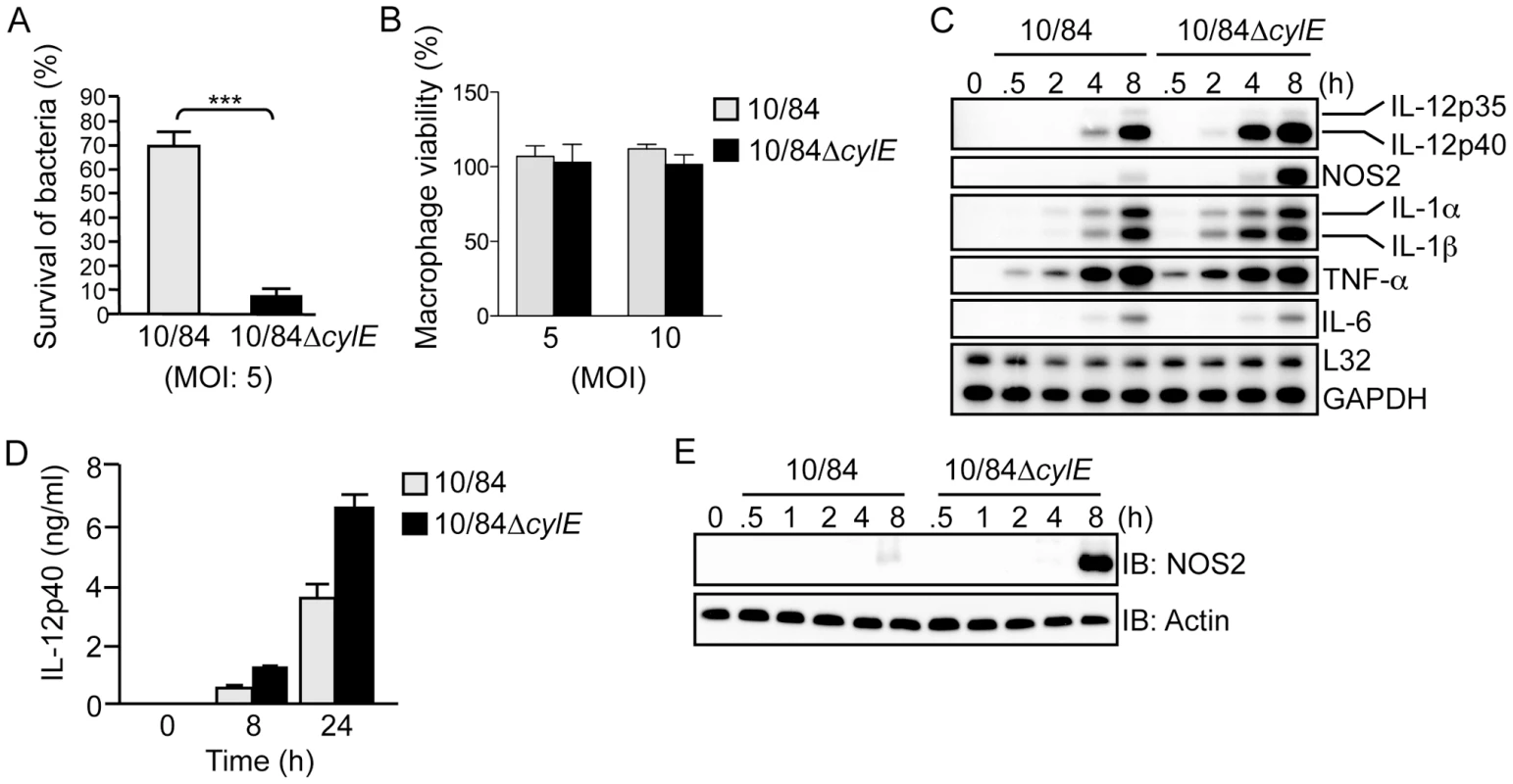 β hemolysin/cytolysin inhibits macrophage killing activity and induction of IL-12 and NOS2 expression at sub-lytic concentrations.