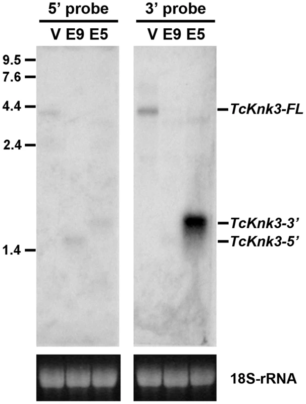 Northern blot analysis of <i>TcKnk3</i> transcripts using <sup>32</sup>P-labeled 5′-terminal and 3′-terminal probes.
