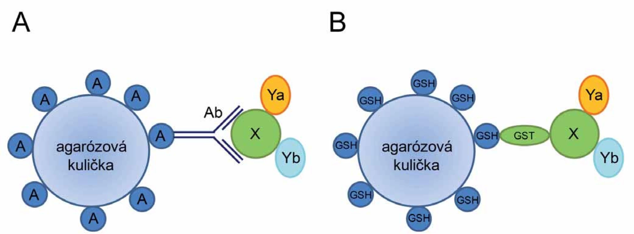 Princip koimunoprecipitace (A) a afi nitní koprecipitace (B).
A. Protein X spolu s jeho interakčními partnery (proteiny Ya a Yb) je navázán na specifickou protilátku (Ab). Vzniklý imunokomplex je ze směsi vychytán pomocí agarózových kuliček s imobilizovaným proteinem A, který rozeznává Fc fragment protilátek. B. Komplex tří proteinů (X, Ya, Yb) je vychytán ze směsi pomocí silné interakce proteinu GST (fúzovaného s proteinem X) a glutationu (GSH) imobilizovaného na agarózových kuličkách.
