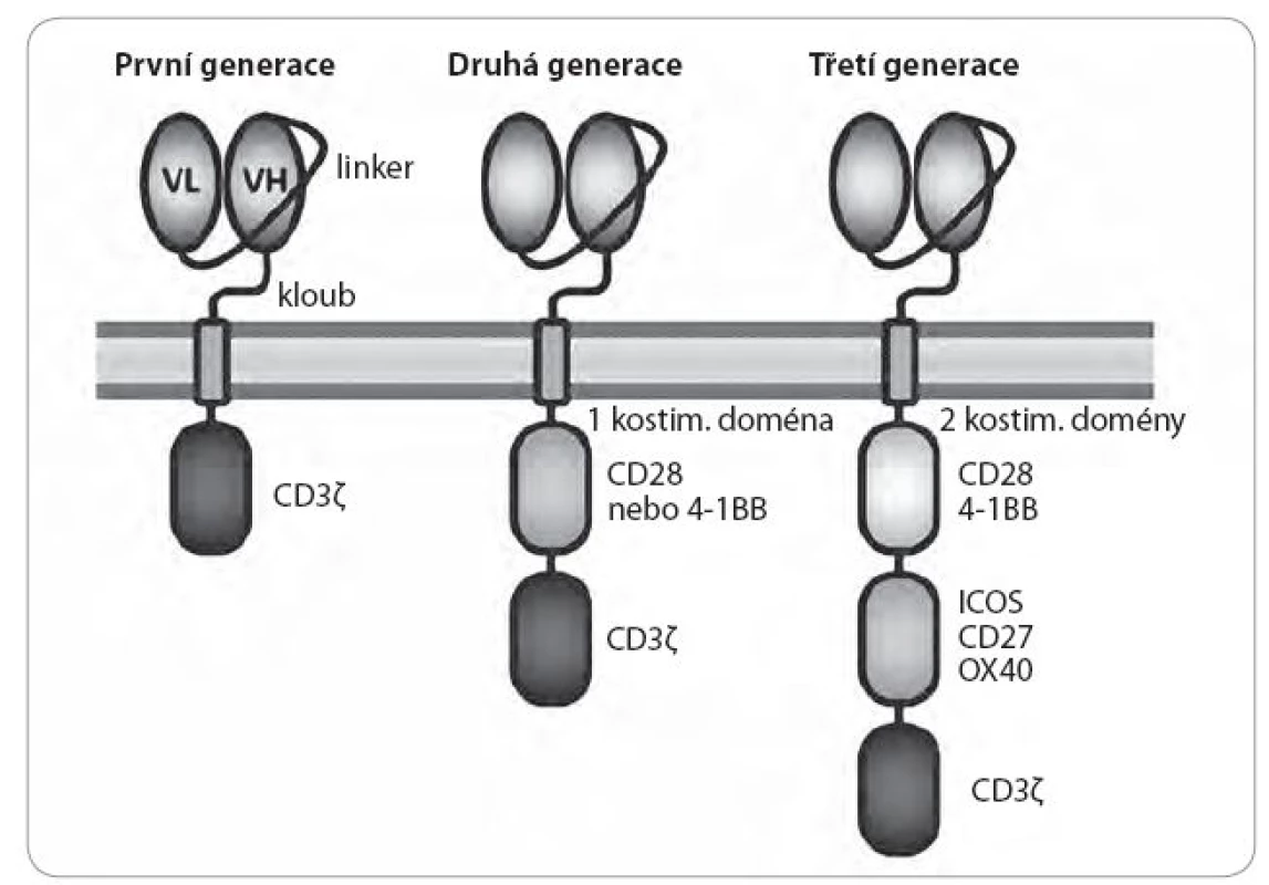 Struktura chimérického antigenního receptoru (CAR).
