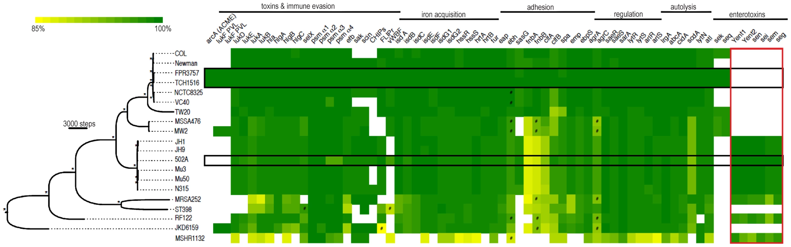 Whole genome phylogeny and heat map of gene content.
