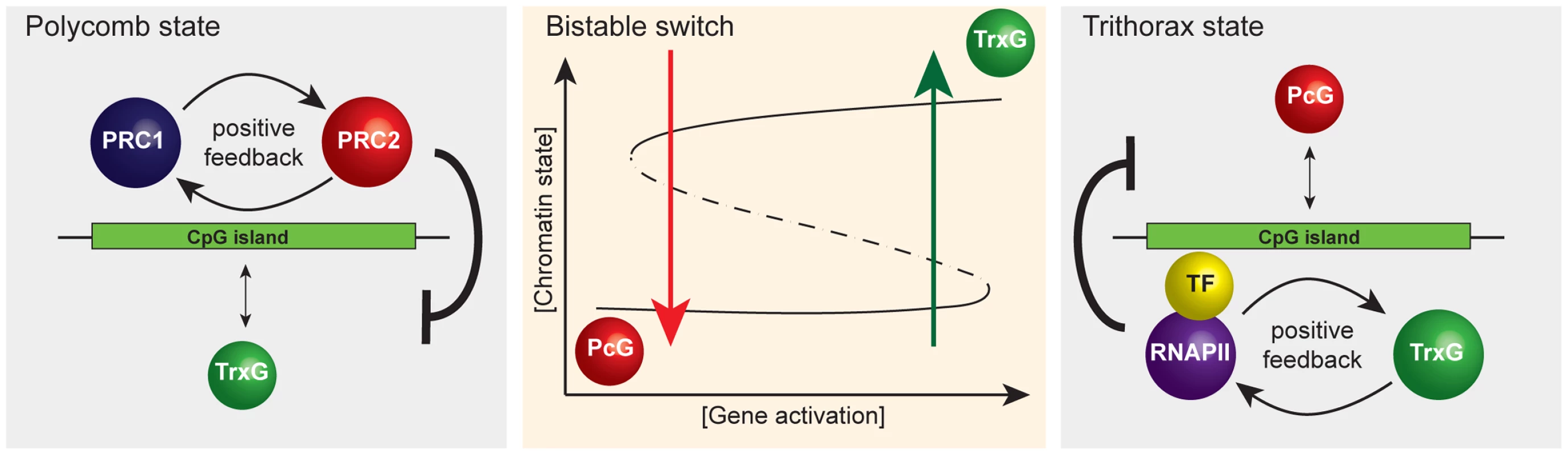 A simplified representation of the responsive model emphasizing that it has properties of a classical bistable switch.