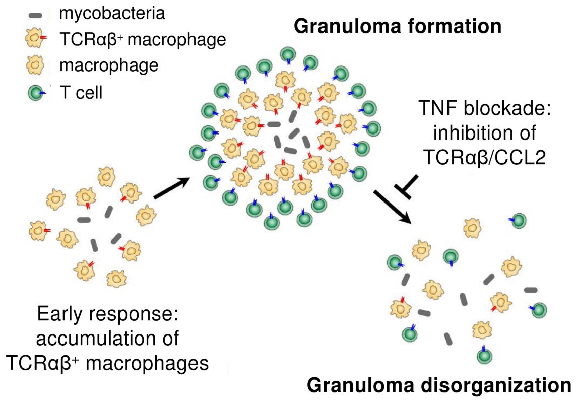 Proposed role of the macrophage recombinatorial TCRαβ in the formation of the tuberculous granuloma and its regulatory interactions with TNF and CCL2.