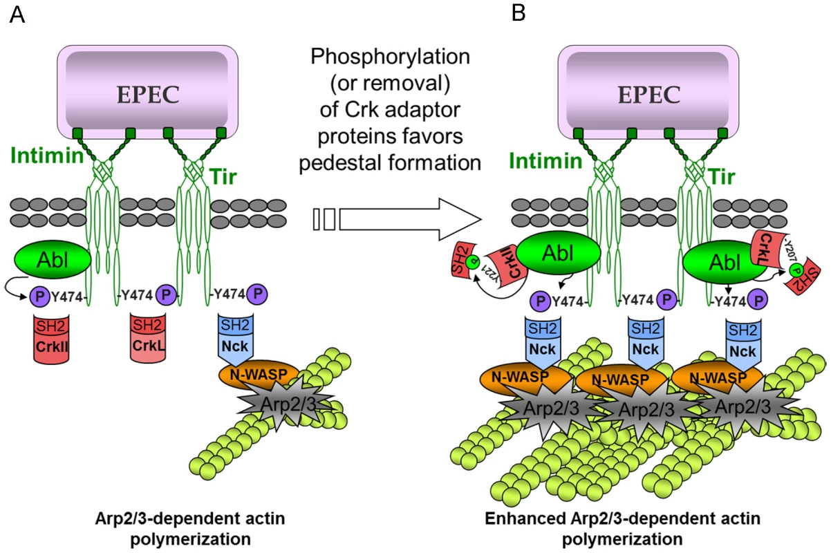 Model of the mechanism of action of Crk adaptor proteins in pedestal formation.