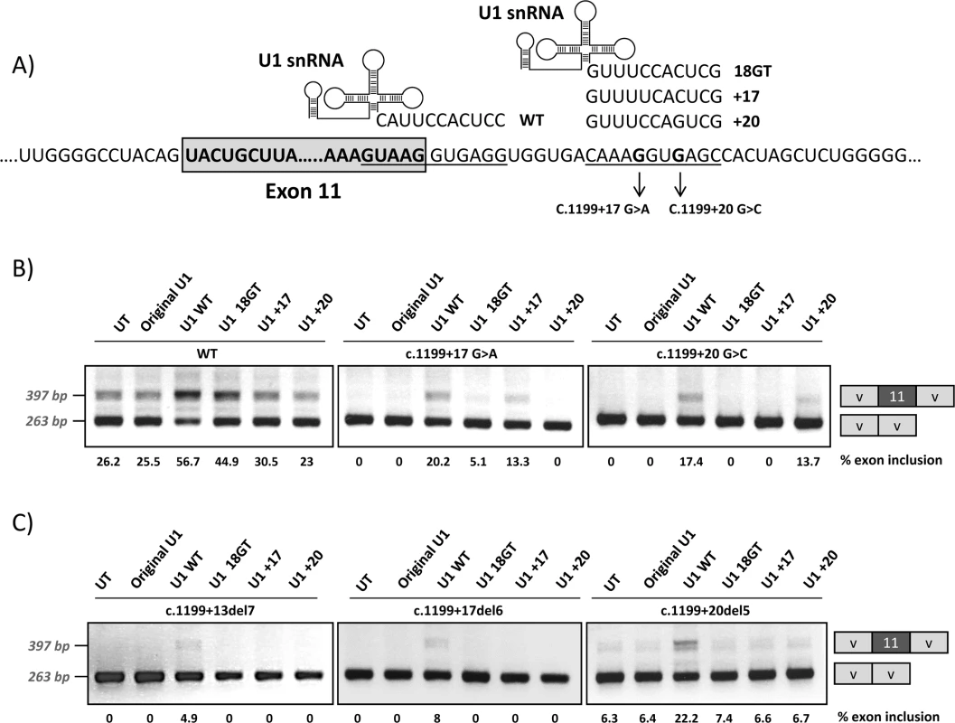 Co-transfection of wild-type and mutant minigenes with adapted U1snRNA constructs.