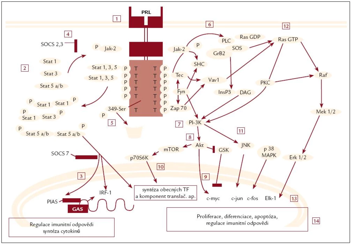 Intracelulární signalizace prolaktinu v imunitních buňkách.
&lt;ol&gt;&lt;li&gt;Dimerizace PRL-R po vazbě PRL. Následuje rychlá aktivace Janus kinázy (JAK)-2 a spuštění cesty přes transkripční faktory rodiny STAT (Signal Transductors and Activators of Transcription) [16,17]. Intracelulární kaskády vedoucí přes mitogenem-aktivované proteinkinázy (MAPK), fosfatidylinositol-3-kinázu (PI-3K) a proteinkinázu C (PKC) jsou aktivovány s prodlevou několika až desítek min [19–22,24–27].&lt;/li&gt;
&lt;li&gt;Neaktivní monomery STAT 1, 3 a 5 jsou volně v cytoplazmě, po fosforylaci homo- či heterodimerizují.&lt;/li&gt;
&lt;li&gt;Aktivní STAT se přesunují do buněčného jádra, kde buďto působí jako aktivátory/ korepresory jaderných receptorů a ostatních transkripčních faktorů, anebo se vážou přímo k promotorům cílových genů: IRF-1 (interferon regulatory factor-1) a další [28].&lt;/li&gt;
&lt;li&gt;Zpětná regulace intracelulárního účinku prolaktinu: JAK-2 je inhibována faktory SOCS (Supresor Of Cytokine Signaling) a CIS (Cytokine-Inducible SH2 containing protein). V jádře inhibují navázání dimerů STAT na DNA faktory PIAS (Protein Inhibitor of Activated STAT) [30].&lt;/li&gt;
&lt;li&gt;Fosforylace aminokyseliny serinu v pozici 349 vede k označení receptoru a jeho degradaci [23].&lt;/li&gt;
&lt;li&gt;Protein‑kinázy rodiny Src spojené s PRL-R aktivují fosfolipázu C (PLC-&amp;gamma;), která štěpí membránové lipidy za vzniku inositol-3 fosfátu (InsP3) a diacylglycerolu (DAG). DAG aktivuje proteikinázu C (PKC), pojítku k aktivaci proteinkináz MAPK.&lt;/li&gt;
&lt;li&gt;Další převodní intracelulární kináza, PI-3K (fosfatidylinositol-3-kináza) je aktivována DAG (cestou PLC-&amp;gamma;), Src kinázou Fyn nebo aktivovaným Ras GTP.&lt;/li&gt;
&lt;li&gt;PI-3K fosforyluje proteinkinázu B (Akt).&lt;/li&gt;
&lt;li&gt;Akt zvyšuje expresi protoonkogenu c-myc jednak přímo, jednak nepřímo: inhibuje GSK (Glukagon Synthese Kinase 3), která zvyšuje degradaci c-myc [25– 27].&lt;/li&gt;
&lt;li&gt;Signál z PRL-R vede k zahájení syntézy komponent translačního komplexu, cestou Akt/ mTOR (mammalian target of rapamycin).&lt;/li&gt;
&lt;li&gt;PI-3K aktivovaná Src-kinázou Fyn fosforyluje jednu z mitogen aktivovaných kináz – JNK (Jun-N‑terminal Kinase) – a vede k aktivaci genů spojených s apoptózou.&lt;/li&gt;
&lt;li&gt;Komplex SHC-Grb2-SOS je aktivovaný jak Src-kinázami (Fyn), tak JAK-2 a fosforyluje Ras GTP, který je začátkem cesty k aktivaci MAPK Erk1/ 2. MAPK Erk1/ 2 aktivuje transkripční faktory c-fos a c-jun, které regulují expresi několika genů včetně antiapoptotických.&lt;/li&gt;
&lt;li&gt;Na aktivaci faktorů c-myc, c-fos a c-jun se pod vlivem PRL podílí i další z MAPK – p38 a JNK.&lt;/li&gt;
&lt;li&gt;Několik drah (PI-3K, PlC&amp;gamma;, MAPK, ale i STAT 1, 3, 5) se spojuje k aktivaci antiapoptotických genů (např. pim-1, Bcl-2, Bcl-XL a XIAP) [31– 33]. Mechanizmy jsou individuální pro tu kterou buňku, avšak tato schopnost PRL je dokumentována napříč spektrem imunitních buněk in vitro i in vivo.&lt;/li&gt;