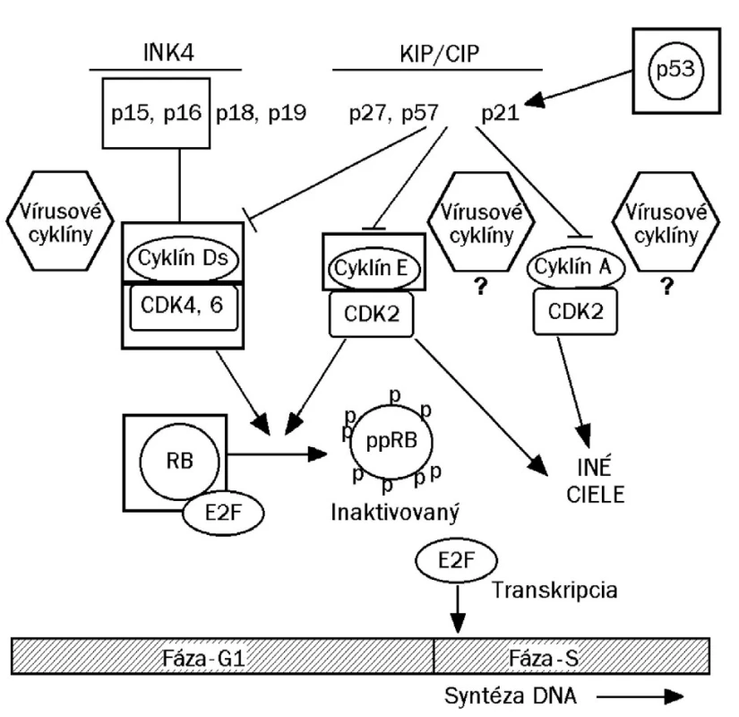 Cyklín dependentné kinázy (cdk 4/6) po interakcii s cyklínom D alebo E fosforylujú retinoblastómový proteín (pRb), čím sa inaktivuje jeho schopnosť viazať faktor E2F. Transkripčný faktor E2F, ktorý sa uvoľnil z väzby z fosforylovanej formy pRb (ppRb) sa dostáva do jadra, kde iniciuje prepis génov, kódujúcich syntézu enzýmov pre kopírovanie chromozómovej DNA (začína syntéza bunkovej DNA, čím bunka vchádza do fázy S svojho cyklu delenia). Zvýšená hladina regulačného proteínu p16/INK4 (inhibitor kinase 4) pri dysplázii je dôsledkom vychytania pRb vírusovým onkoproteínom E7. Celý systém dáva do chodu proteín E6, ktorý viaže inhibítory cyklínov (p53, proteíny p27 a p21).V dôsledku prítomnosti onkoproteínov E6/E7 sa napokon bunka chová ako keby mala málo proteínu p16/INK4 ako aj nedostatok fosfoproteínu pRb, čo spätne indukuje nadmernú expresiu p16 (prepisuje sa bunkový gén CDKN2A, ktorý kóduje p16). Zvýšená expresia p16 môže nastať nielen z dôvodu narušenia spätnej väzby, ale aj v dôsledku uvoľnenia faktora E2F.
INK = inhibitor kinase
KIP = kinase inhibitor protein
CIP = cyclin inhibitor protein
Cdk = cyclin dependent kinase