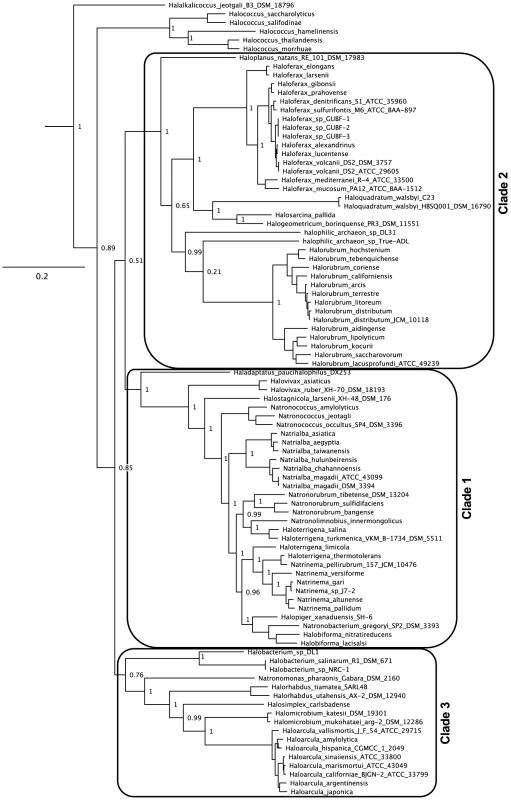Updated haloarchaeal phylogeny.