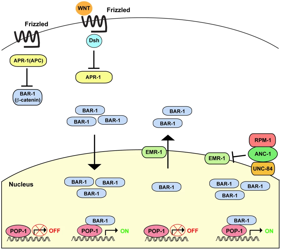 Summary of RPM-1 signaling through the ANC-1/BAR-1 pathway.