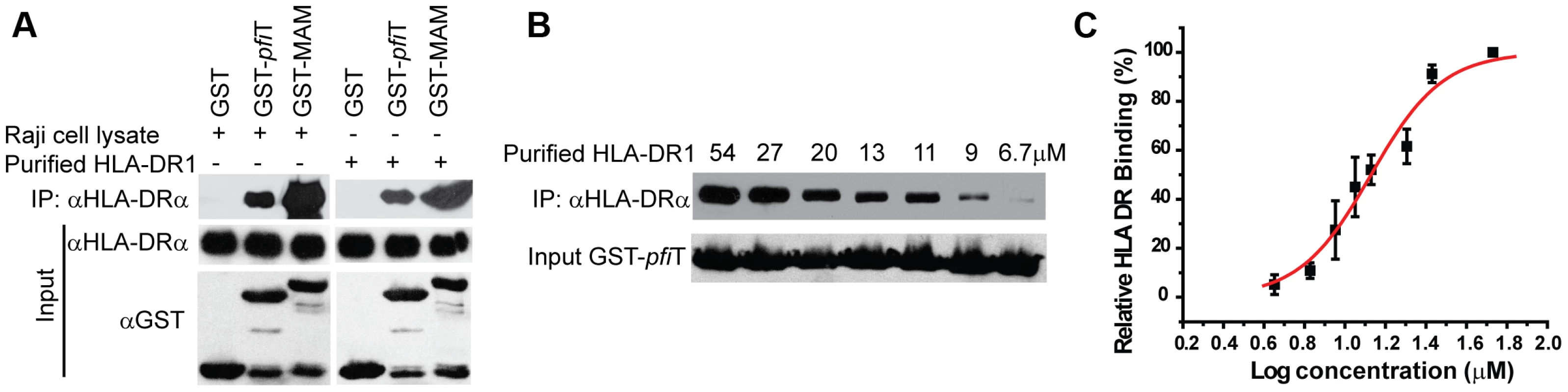 <i>Pfi</i>T directly interacts with the class II MHC HLA-DR.