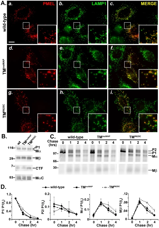 TMD mutations do not affect PMEL trafficking, maturation, or processing.