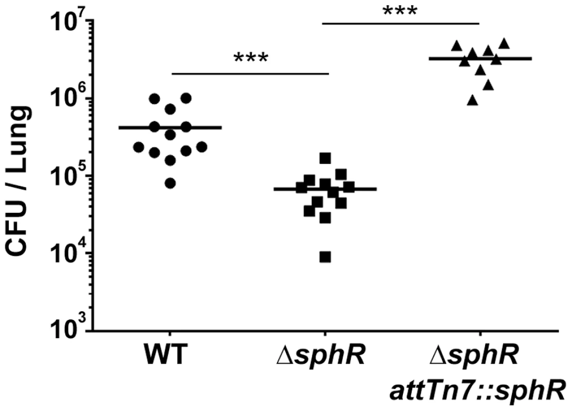 Deletion of <i>sphR</i> reduces <i>P. aeruginosa</i> survival in the mouse lung.