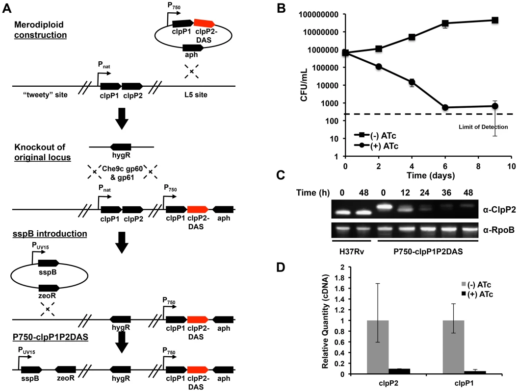 Clp protease is required for normal growth in <i>Mycobacterium tuberculosis</i>.