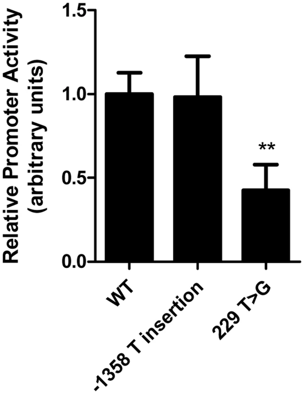 Common <i>LIPG</i> regulatory variant rs34474737 affects <i>LIPG</i> promoter activity <i>in vitro</i>.