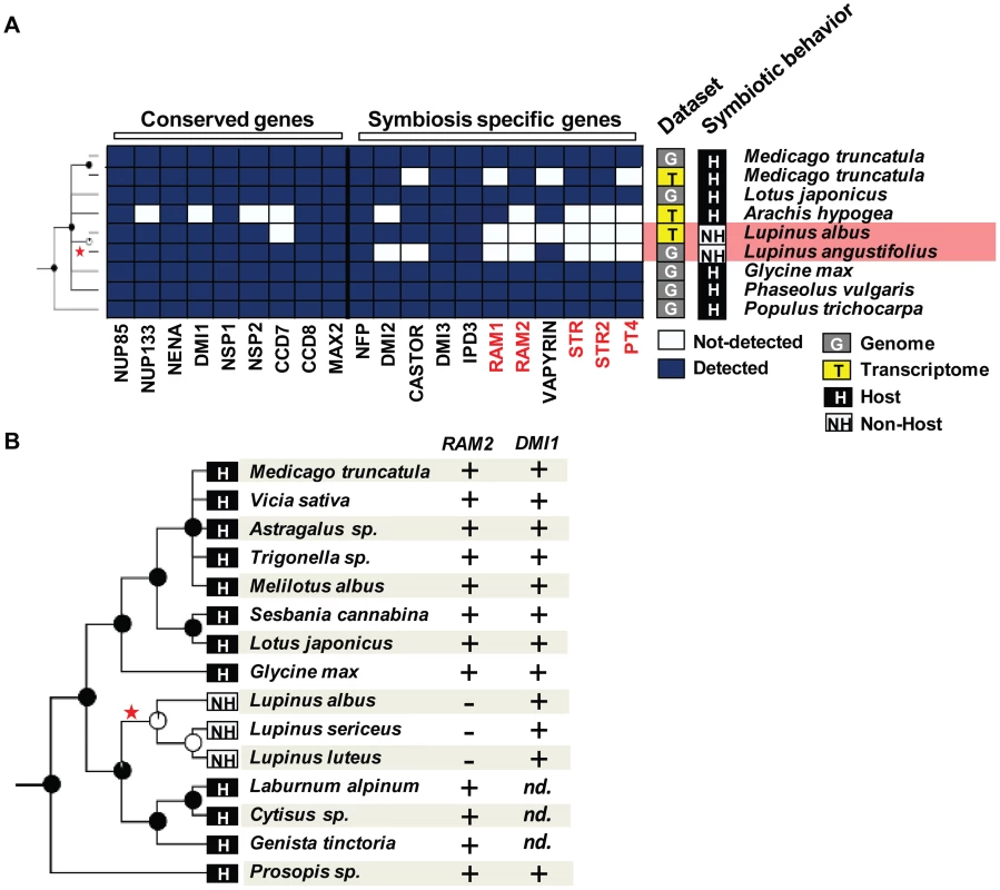 Loss of genes specifically required for arbuscular mycorrhizal (AM) symbiosis in the genus <i>Lupinus</i>.