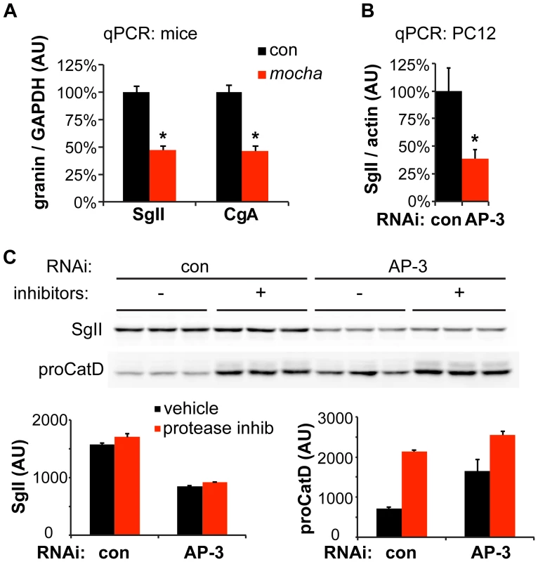 Loss of AP-3 reduces granin mRNA but does not increase its degradation.