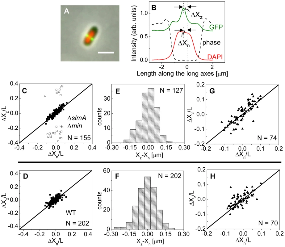 Localization of ZipA-GFP labeled Z-rings relative to cell center and the center of nucleoids.
