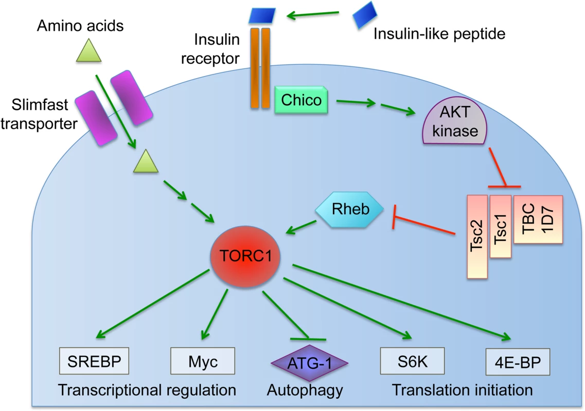 Overview of the nutrient-induced TORC1 signaling pathway.