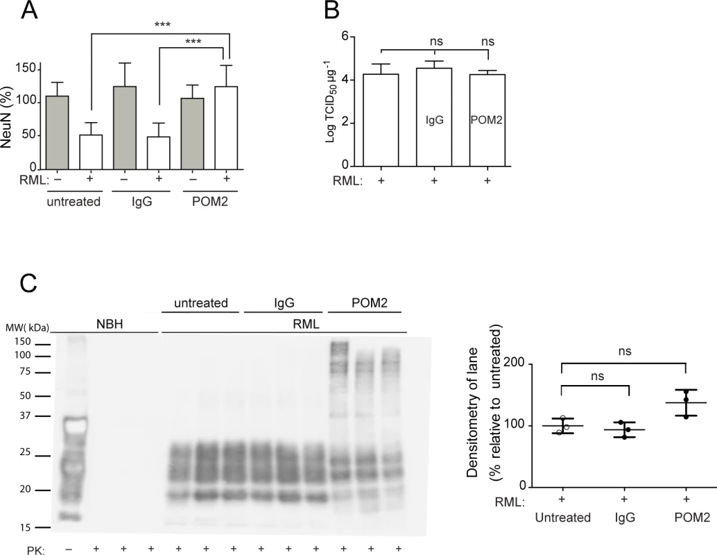 anti-FT antibody POM2 counteracts prion-induced neurotoxicity in COCS.