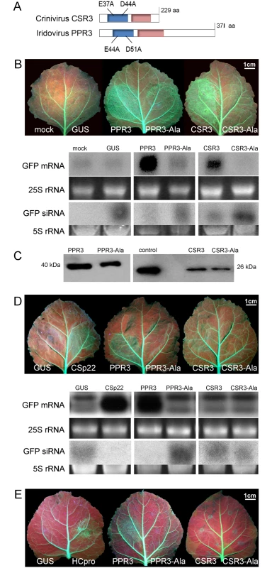 Class 1 RNaseIII endoribonucleases of PPIV (PPR3) and SPCSV (CSR3) suppress RNAi in leaves of <i>Nicotiana benthamiana</i>.