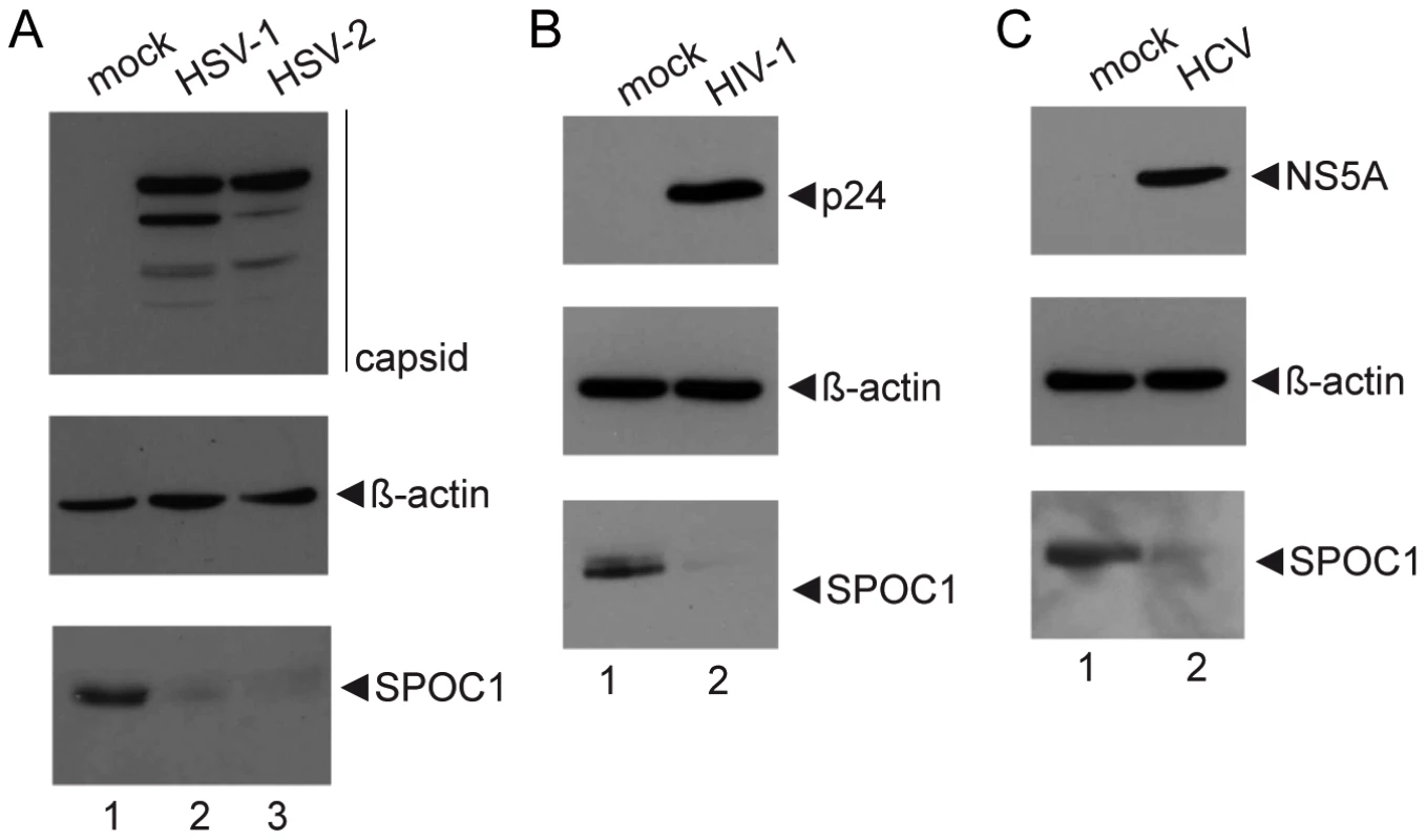 SPOC1 is efficiently reduced during HSV-1, HSV-2, HIV-1 and HCV infection.